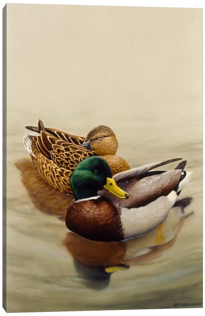 Mallard Canvas Art Print - Duck Art