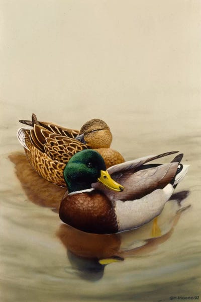 Ducks: Mallard by Harro Maass
