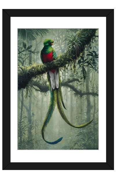 Resplendent Quetzal 2 Paper Art Print - Harro Maass