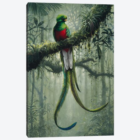Resplendent Quetzal 2 Canvas Print #9351} by Harro Maass Canvas Art Print