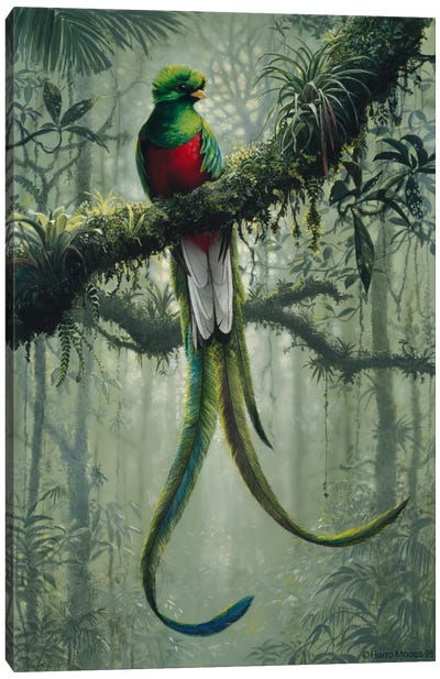 Resplendent Quetzal 2 Canvas Art Print - Harro Maass