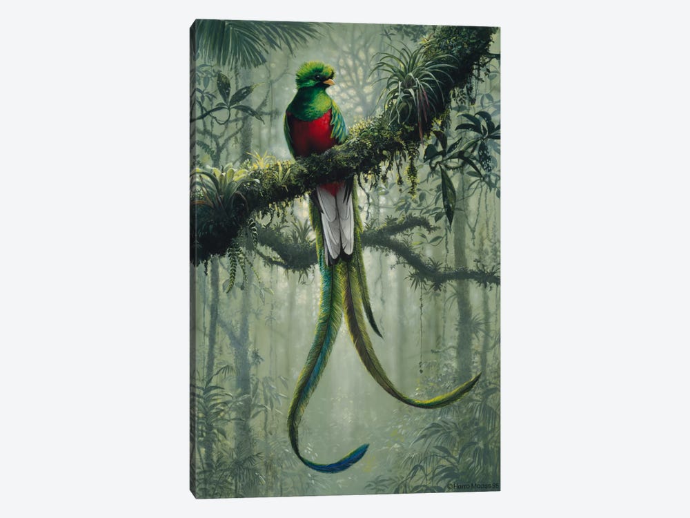 Resplendent Quetzal 2 by Harro Maass 1-piece Canvas Print