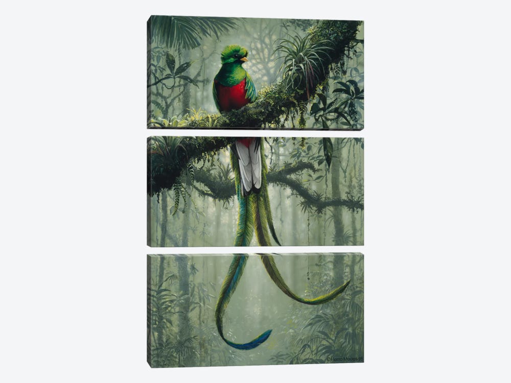 Resplendent Quetzal 2 by Harro Maass 3-piece Canvas Print
