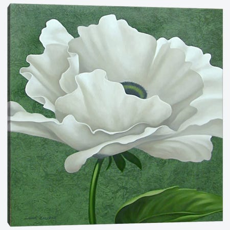 White Poppy Canvas Print #9365} by John Zaccheo Canvas Art Print