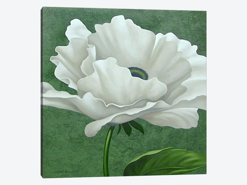 White Poppy by John Zaccheo 1-piece Canvas Wall Art