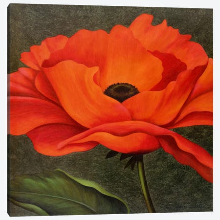 Red Poppy Canvas Print #9366} by John Zaccheo Canvas Print