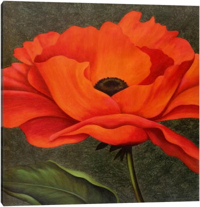 Red Poppy Canvas Art Print - John Zaccheo