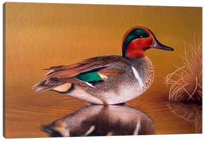 Green Winged Teal Canvas Art Print