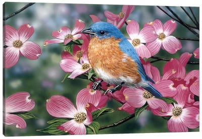 Bluebird/Pink Dogwood Canvas Art Print