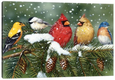 Backyard Birds on Snowy Branch Canvas Art Print - Evergreen Tree Art