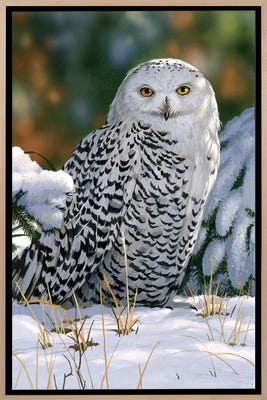 Snowy Owl Canvas Wall Art by William Vanderdasson | iCanvas Snowy Owl Canvas Wall Art by William Vanderdasson | iCanvas