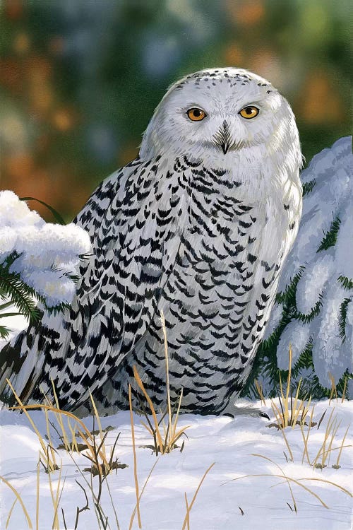 Snowy Owl Canvas Wall Art by William Vanderdasson | iCanvas