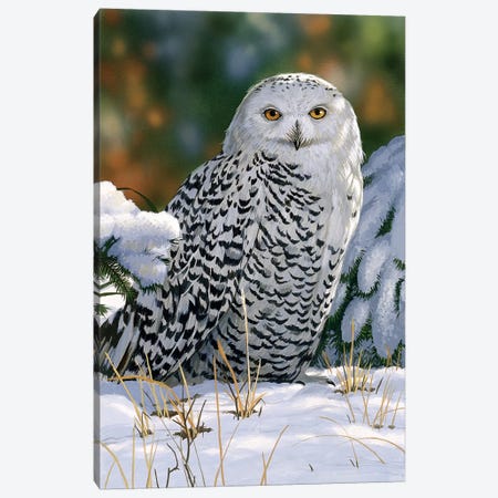 Snowy Owl Canvas Print #9379} by William Vanderdasson Canvas Art Print