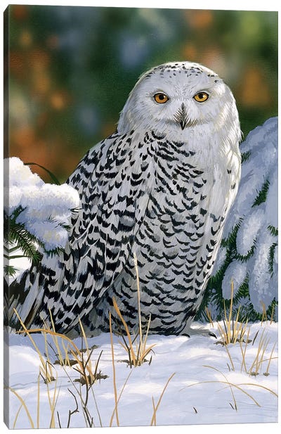 Snowy Owl Canvas Art Print - William Vanderdasson