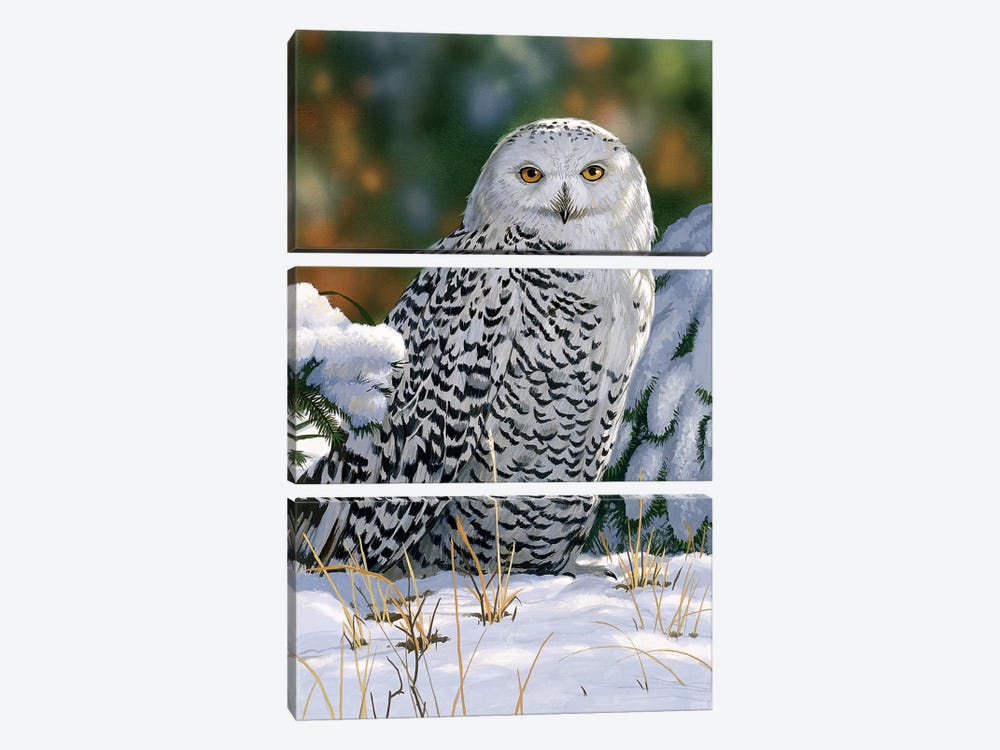 Snowy Owl 3-piece Art Print