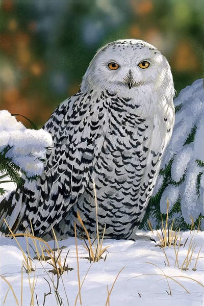 William Vanderdasson: Snowy Owl by William Vanderdasson