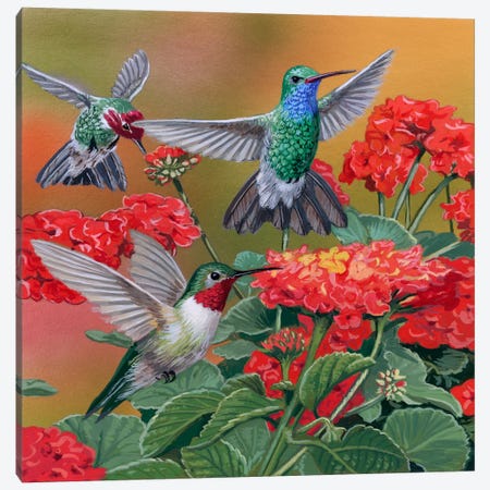 Hummingbirds & Flowers Canvas Print #9381} by William Vanderdasson Canvas Artwork