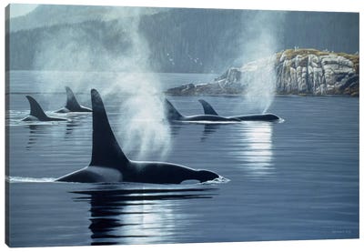 Morning Mist Canvas Art Print - Orca Whale Art