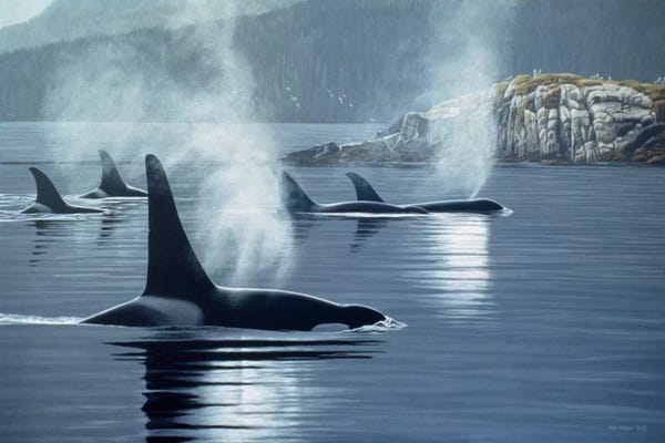 Orcas: Morning Mist by Ron Parker