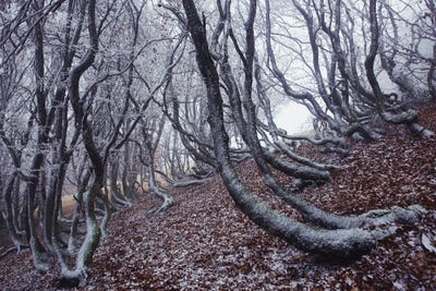 Graphic Trees by Annabelle Chabert framed canvas print