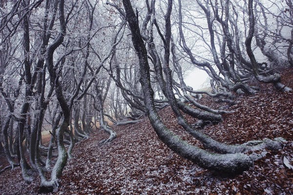 Annabelle Chabert: Graphic Trees by Annabelle Chabert