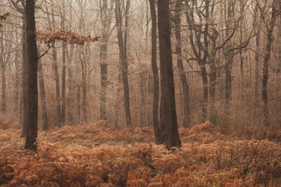 Misty Autumn Forest II by Annabelle Chabert canvas print