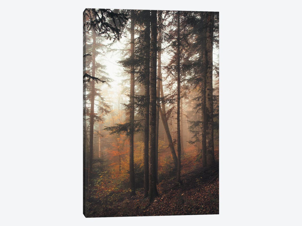 Mysterious Wood by Annabelle Chabert 1-piece Canvas Wall Art