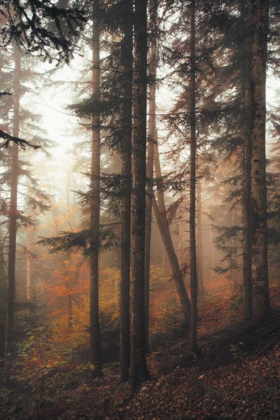 Annabelle Chabert: Mysterious Wood by Annabelle Chabert