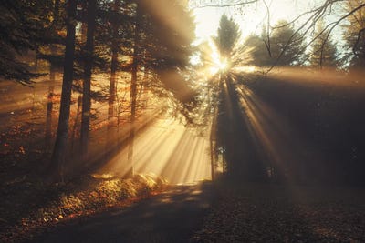 X-Rays Of Light Through The Forest by Annabelle Chabert canvas print