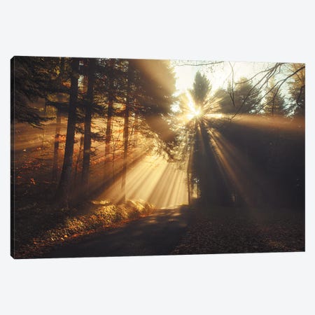 X-Rays Of Light Through The Forest Canvas Print #AAB111} by Annabelle Chabert Canvas Art Print