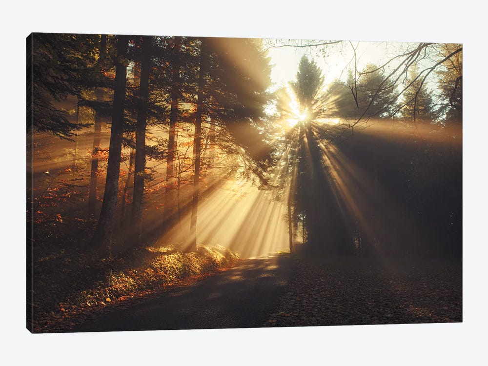 X-Rays Of Light Through The Forest by Annabelle Chabert 1-piece Canvas Print