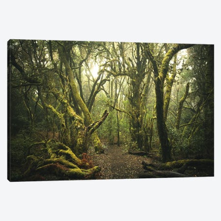 Mistyc Forest Canvas Print #AAB11} by Annabelle Chabert Canvas Art Print
