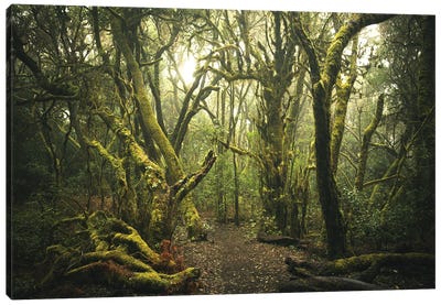 Mistyc Forest Canvas Art Print - Annabelle Chabert