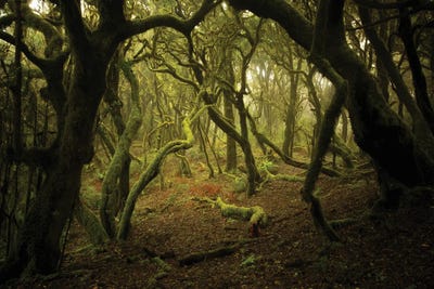 Heart Wood by Annabelle Chabert canvas print