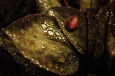 Graphic Macro I by Annabelle Chabert framed canvas print
