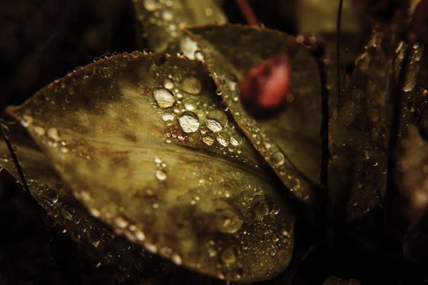Annabelle Chabert: Graphic Macro I by Annabelle Chabert