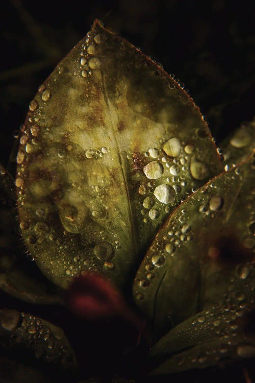 Graphic Macro II by Annabelle Chabert wall art