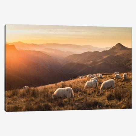Sheep In Moutains Canvas Print #AAB16} by Annabelle Chabert Canvas Wall Art