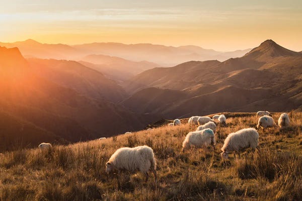 Sheep In Moutains