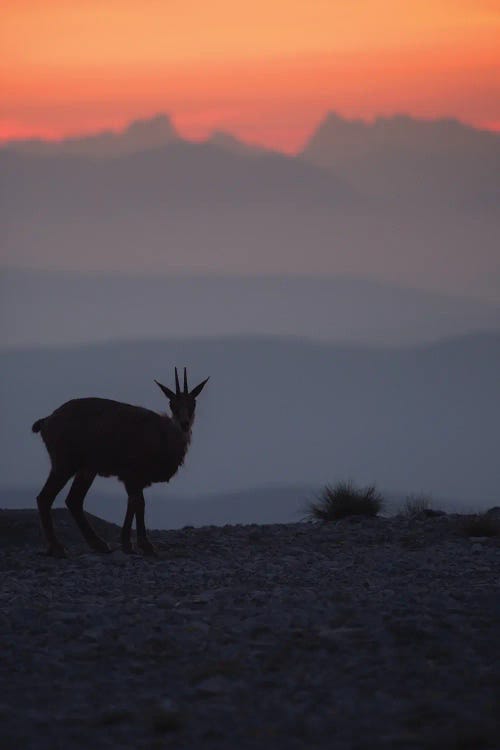 Buff Facing The Mountains I