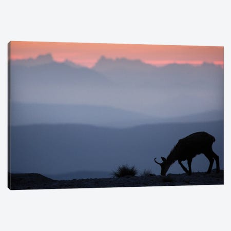 Chamois Facing The Moutains II Canvas Print #AAB21} by Annabelle Chabert Canvas Artwork