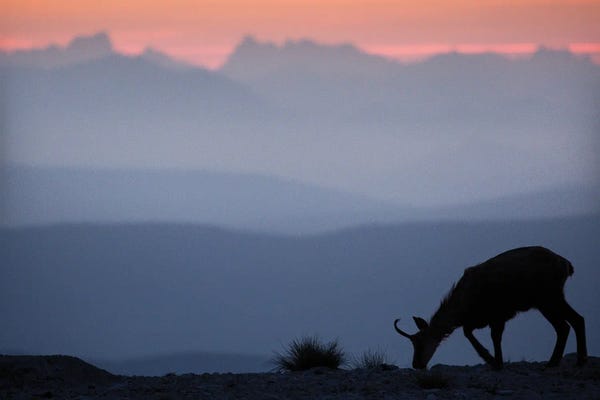 Goats: Chamois Facing The Moutains II by Annabelle Chabert