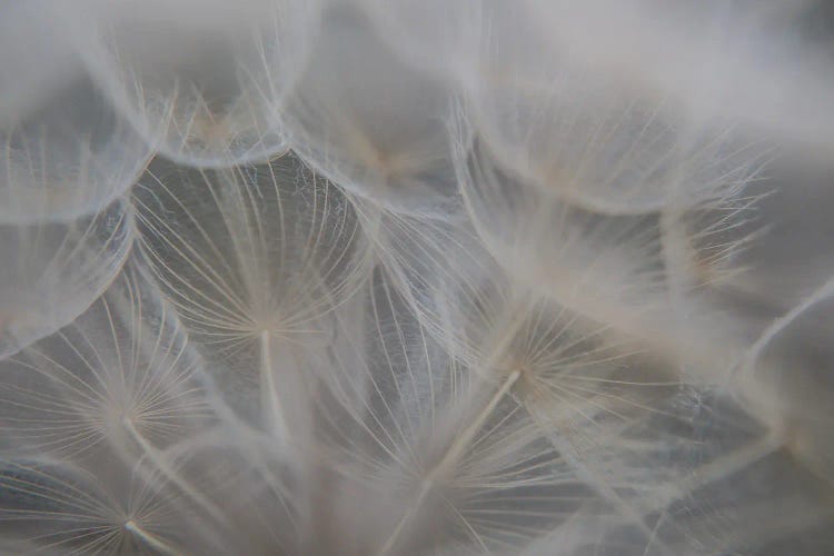 Umbelliferous Detail