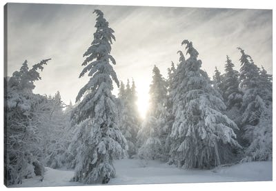 Snowy Forest Canvas Art Print - Snowscape Art