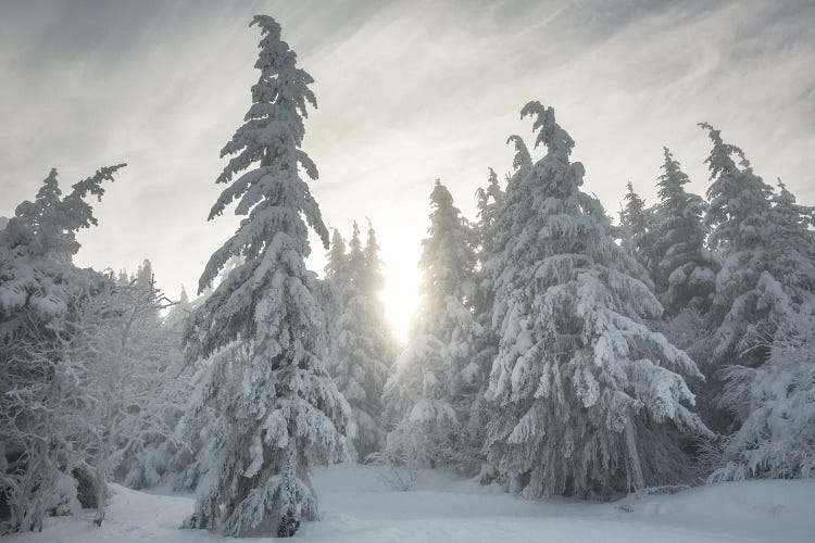 Snowy Forest