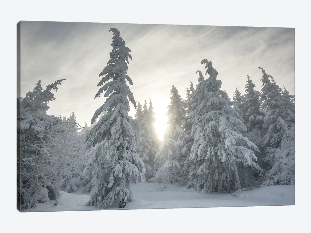 Snowy Forest by Annabelle Chabert 1-piece Canvas Wall Art