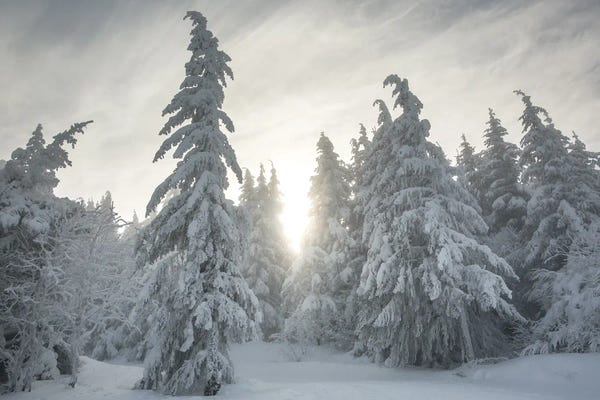 Snowscapes: Snowy Forest by Annabelle Chabert