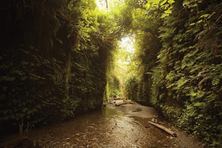 Fern Tunnel In California