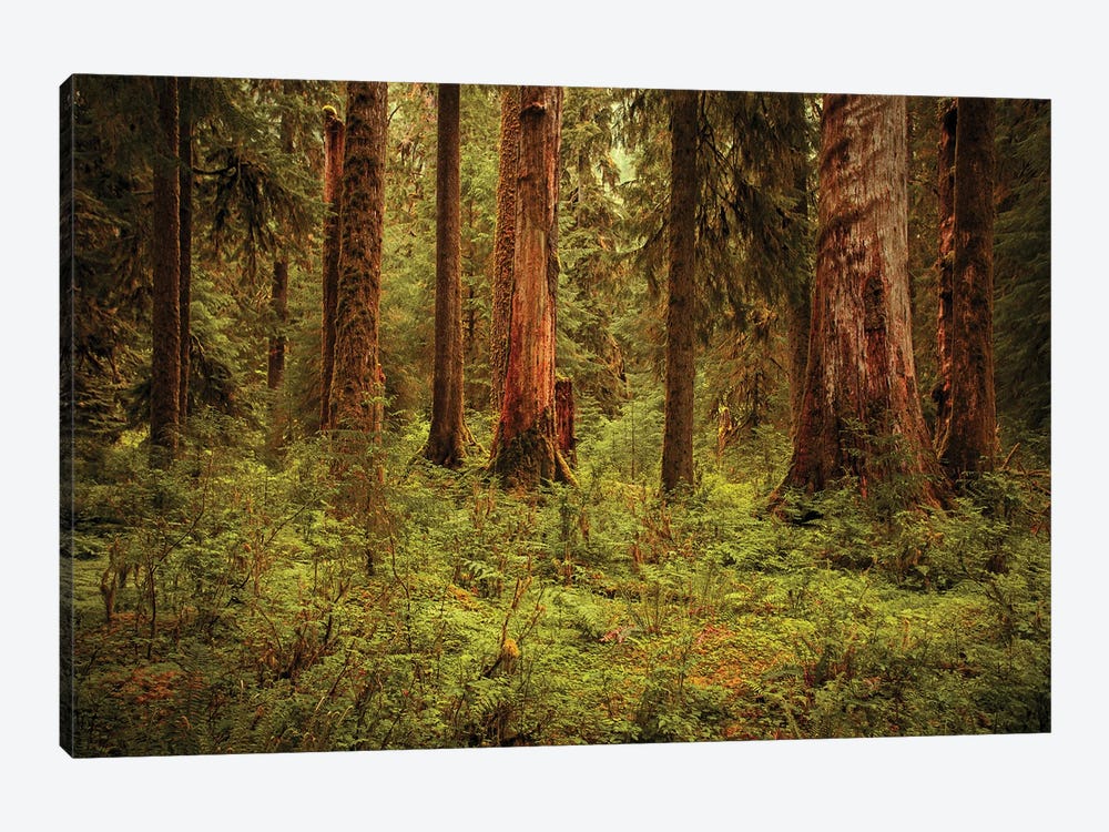 Hoh Rain Forest - Olympic National Park - Washington by Annabelle Chabert 1-piece Canvas Wall Art