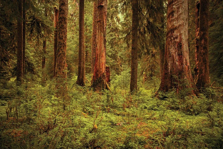 Hoh Rain Forest - Olympic National Park - Washington